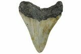 Serrated, Fossil Megalodon Tooth - North Carolina #295102-1